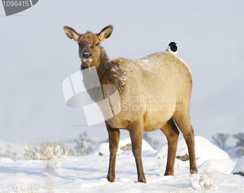 Image of Elk