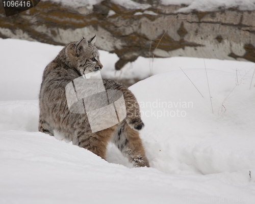 Image of Bobcat