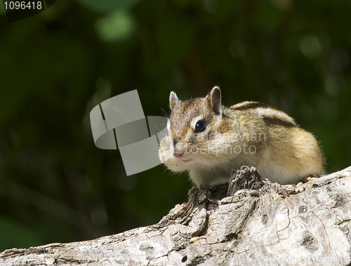 Image of Siberian Chipmunk