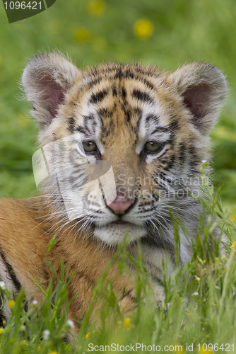 Image of Tiger Cub