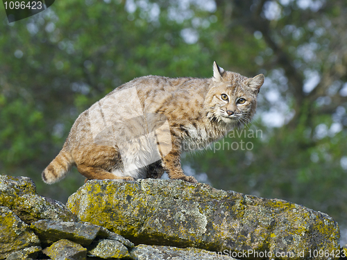 Image of Bobcat