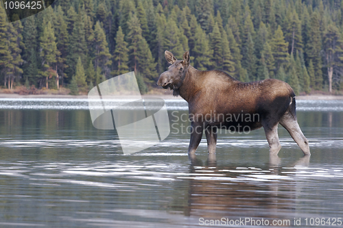 Image of Cow Moose