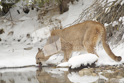 Image of Mountain Lion