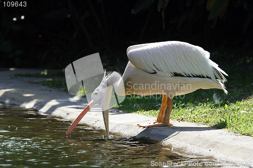 Image of Pelican