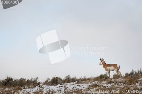 Image of Pronghorn