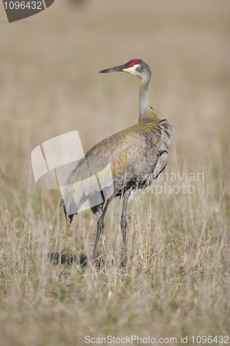 Image of SandHill Crane