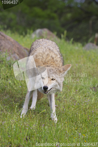 Image of Coyote