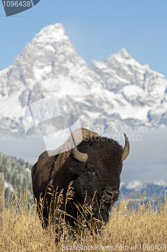 Image of Bison