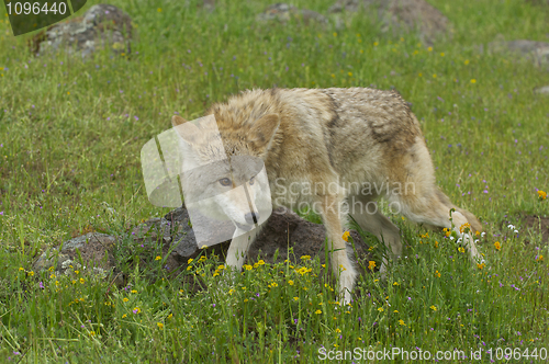 Image of Coyote