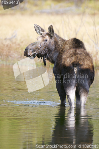 Image of American Moose