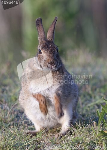 Image of Eastern Cottontail