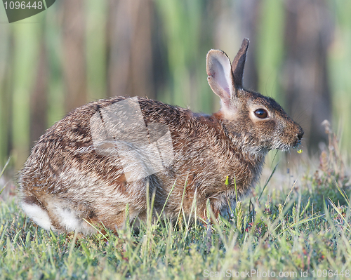 Image of Eastern Cottontail Rabbit 