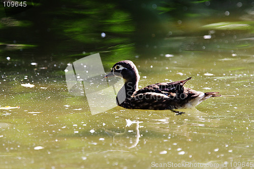 Image of Wood Duck
