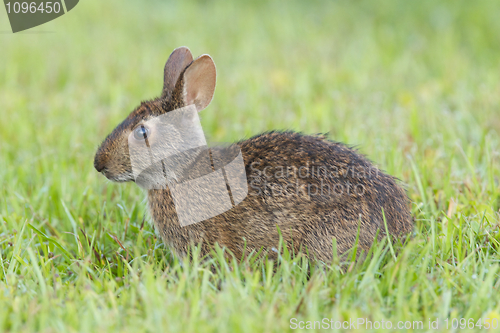 Image of Marsh Rabbit