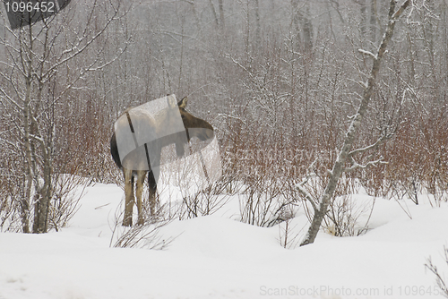 Image of American Moose