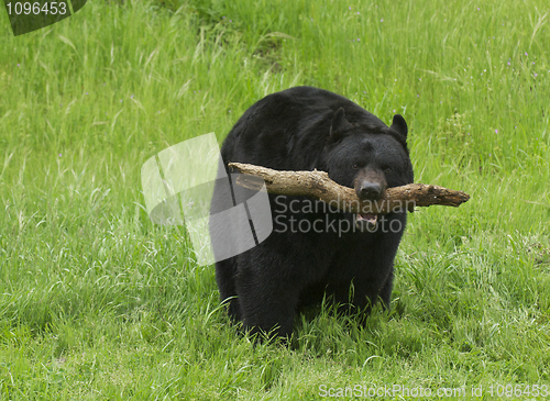 Image of American Black Bear