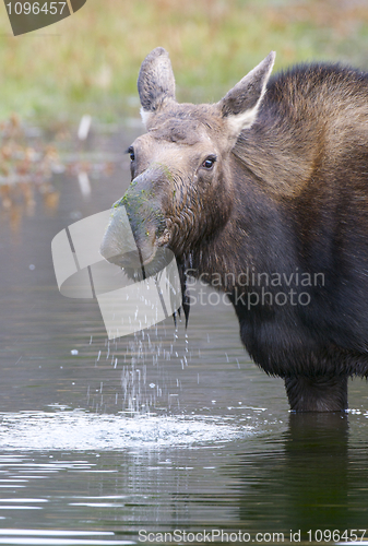 Image of American Moose