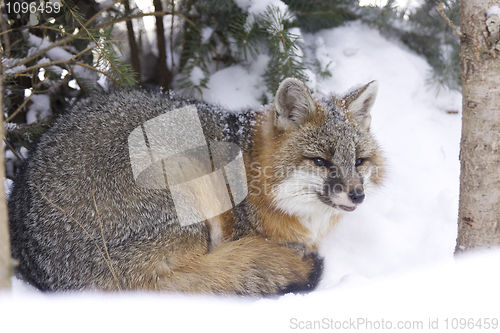Image of Gray Fox