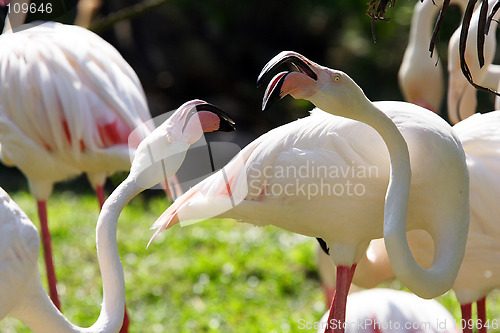 Image of Cranes