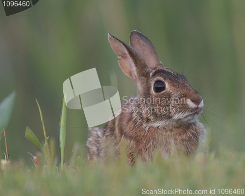 Image of Eastern Cottontail