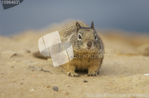 Image of California Ground Squirrel