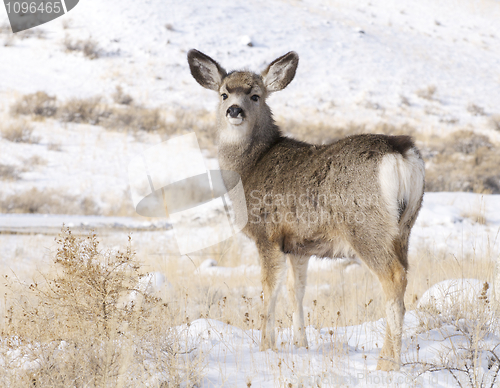 Image of Mule Deer