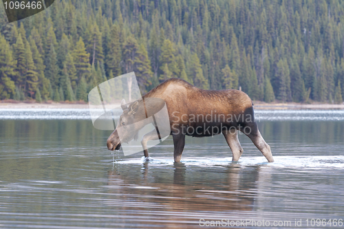 Image of American Moose