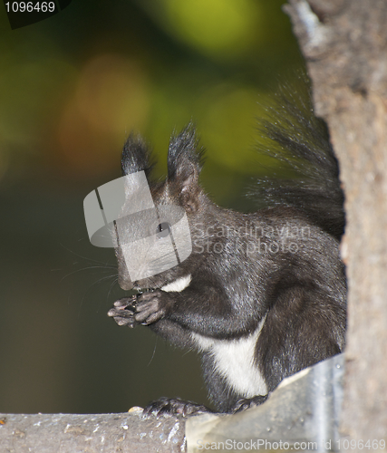 Image of Russian Black Squirrel 