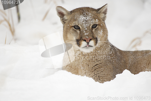 Image of Mountain Lion