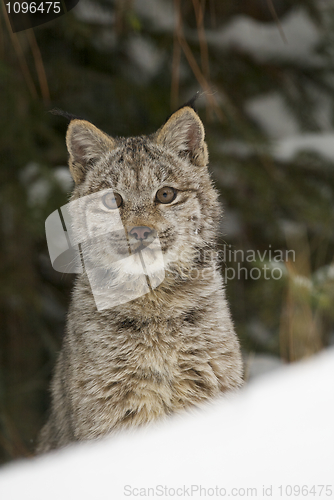 Image of Lynx