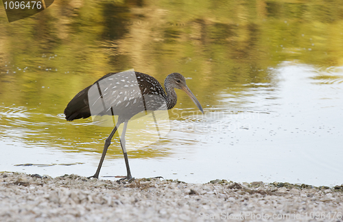 Image of Limpkin