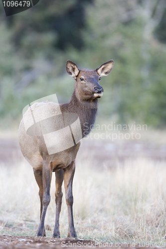 Image of Canadian Elk 