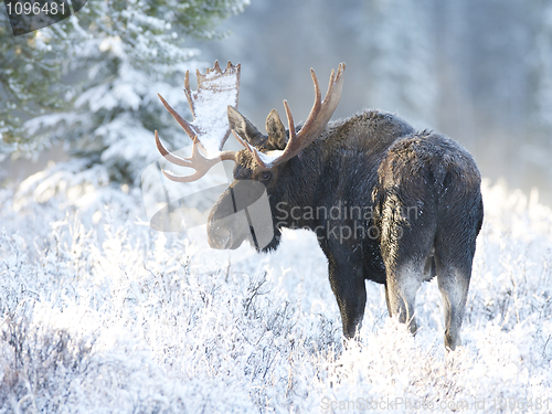 Image of American Moose