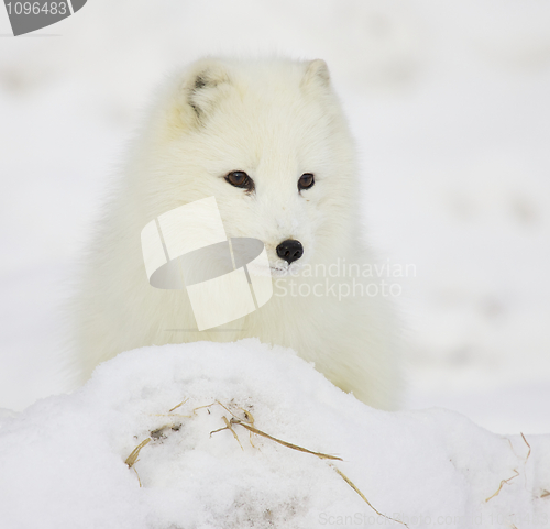 Image of Arctic Fox