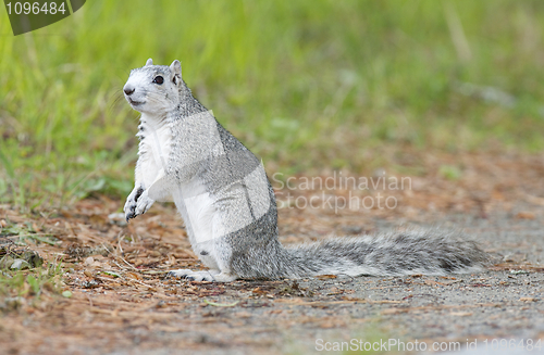 Image of Delmarva Peninsular Fox Squirrel 