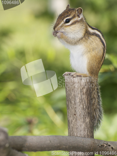 Image of Siberian Chipmunk