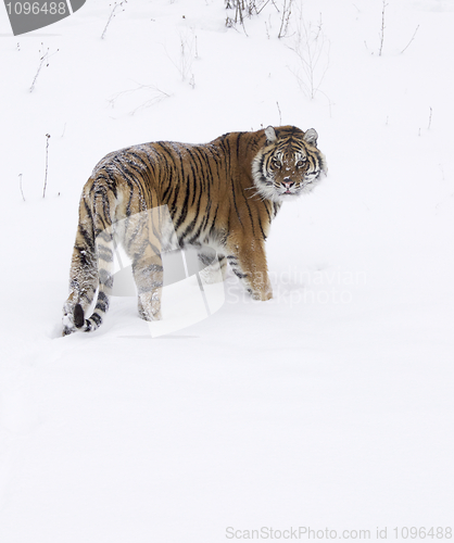 Image of Amur Tiger