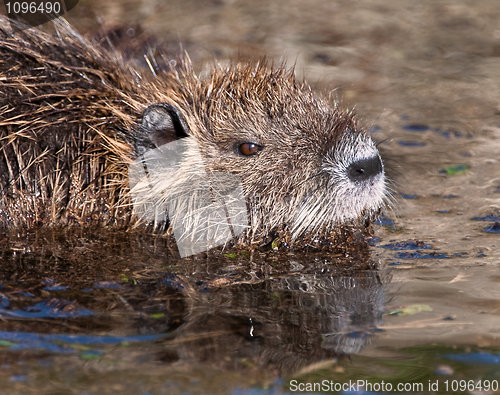 Image of Nutria