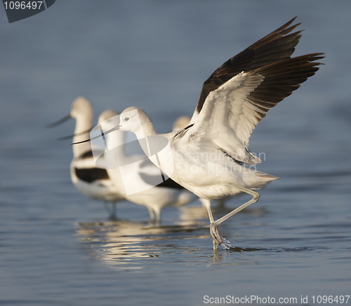 Image of American Avocet