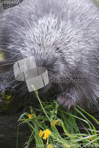 Image of Porcupine