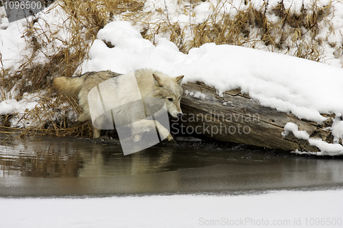 Image of Gray or Arctic Wolf