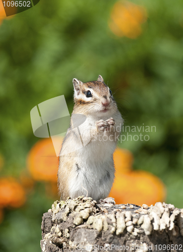 Image of Siberian Chipmunk