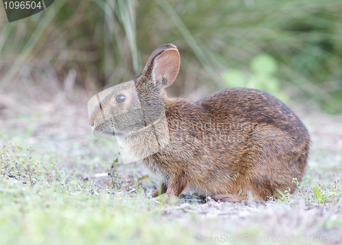 Image of Marsh Rabbit