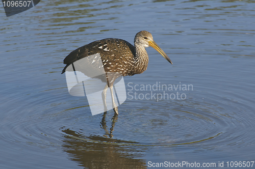 Image of Limpkin