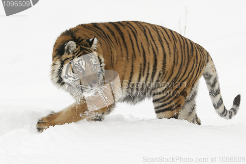 Image of Amur Tiger