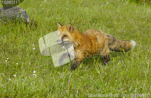 Image of Red Fox