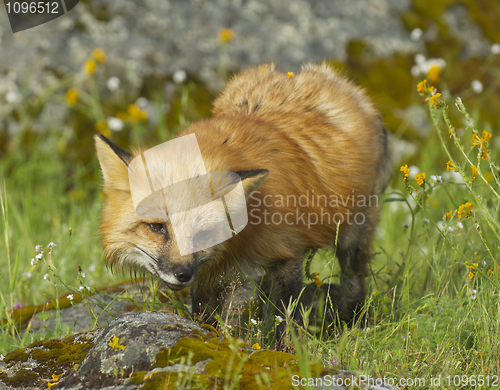 Image of Red Fox