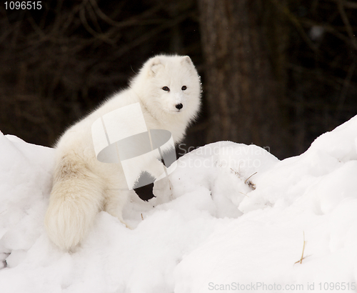 Image of Arctic Fox