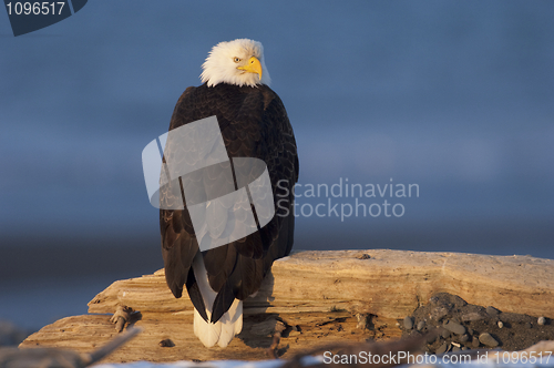 Image of Alaskan Bald Eagle