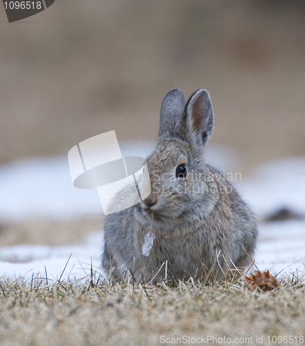 Image of Mountain Cottontail Rabbit 
